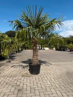 Trachycarpus Fortunei Palmboom 240cm, Bloeit niet, 100 tot 250 cm, Palmboom, Ophalen