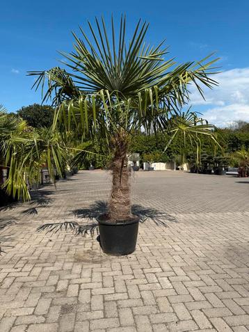 Trachycarpus Fortunei Palmboom 240cm beschikbaar voor biedingen