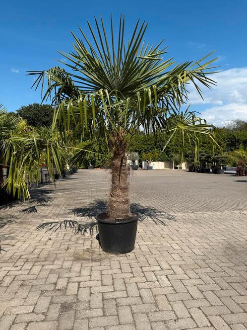 Trachycarpus Fortunei Palmboom 240cm, Tuin en Terras, Planten | Bomen, Palmboom, 100 tot 250 cm, Volle zon, Bloeit niet, In pot