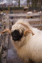 Walliser Schwarznase ram - 3 jaar oud, Dieren en Toebehoren, Mannelijk, Schaap