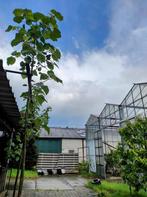 Paulownia tomentosa Kiri, Tuin en Terras, Planten | Bomen, Ophalen of Verzenden, Volle zon, Overige soorten