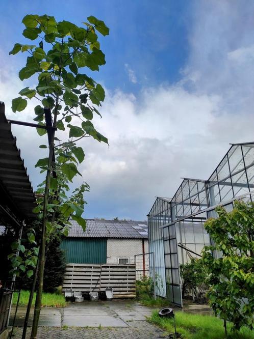 Paulownia tomentosa Kiri, Tuin en Terras, Planten | Bomen, Overige soorten, Volle zon, Ophalen of Verzenden