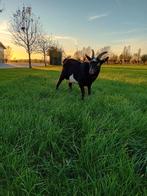 Te koop: bok met UBN, Dieren en Toebehoren, Schapen, Geiten en Varkens, Mannelijk, Geit