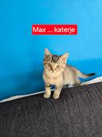 Britse korthaar kitten, Dieren en Toebehoren, Katten en Kittens | Raskatten | Korthaar, Kater, Ontwormd, 0 tot 2 jaar