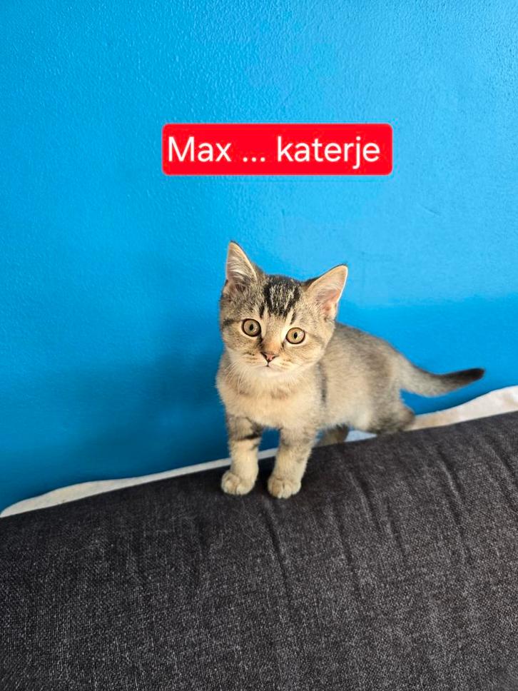Britse korthaar kitten ( ouders stamboom), Dieren en Toebehoren, Katten en Kittens | Raskatten | Korthaar, Kater, 0 tot 2 jaar