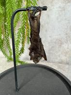 Opgezette Vleermuis - Uniek Decoratieobject, Verzamelen, Dierenverzamelingen, Ophalen of Verzenden, Gebruikt, Overige soorten