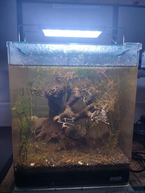 Nano cube garnalen, twinstar, voedingsbodem en bonsai boom, Dieren en Toebehoren, Vissen | Aquaria en Toebehoren, Zo goed als nieuw