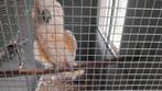 Molukken kaketoe man 1999 met citus en sexpapieren, Dieren en Toebehoren, Mannelijk, Bastaard