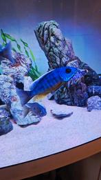 Te koop protomelas spilonotus malawi cichliden, Vis, Zoetwatervis