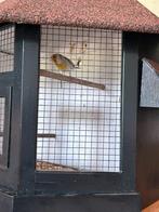 Putter Bastaard, Dieren en Toebehoren, Vogels | Overige Vogels, Mannelijk, Wildzangvogel, Geringd