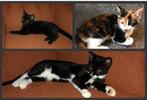 Kittens, Dieren en Toebehoren, Katten en Kittens | Overige Katten