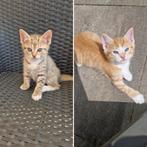 2 lieve kittens zoeken samen een huis., Dieren en Toebehoren, Katten en Kittens | Overige Katten, Kortharig, 0 tot 2 jaar, Kater