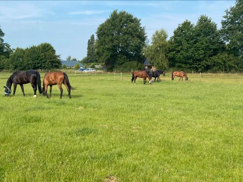 Pension stalling weidegang, Dieren en Toebehoren, Stalling en Weidegang, Stalling, Weidegang, 1 paard of pony
