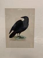 Verzamling litho's van Vogels, kan ook per stuk, Antiek en Kunst, Kunst | Litho's en Zeefdrukken, Ophalen of Verzenden