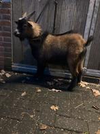 Dwerggeit dekbok te huur, Dieren en Toebehoren