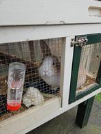 Konijn, Dieren en Toebehoren, Konijnen, Geslacht onbekend, Middelgroot, 0 tot 2 jaar
