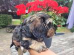 Cockapoo f1 pups nog 4 reutjes ze zijn 6 weken oud, 8 tot 15 weken, Meerdere, Nederland, Particulier