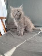 Maine coon kittens, Dieren en Toebehoren, Katten en Kittens | Raskatten | Langhaar, Meerdere dieren, Gechipt