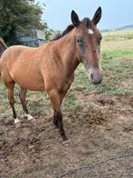Knappe 2 jarige appaloosa merrie, Dieren en Toebehoren, Paarden, Minder dan 160 cm, 0 tot 2 jaar, Onbeleerd, Recreatiepaard