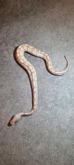 Ball phython Banana lesser pastel 0.2, Dieren en Toebehoren, Reptielen en Amfibieën, Slang, Tam, 0 tot 2 jaar