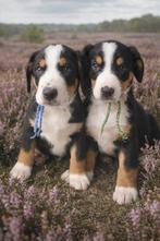Entlebucher Sennenhond pup, Ophalen