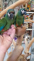 tamme jonge ara maracana, Dieren en Toebehoren, Vogels | Parkieten en Papegaaien, Meerdere dieren, Papegaai, Geringd