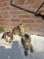Ontmoet de schattigste DISNEY kittens !!!, Meerdere dieren, Kortharig, 0 tot 2 jaar