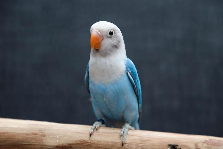 Jonge Baby Agapornis | Fischeri | Div. Kleuren | Handtam, Dieren en Toebehoren, Vogels | Parkieten en Papegaaien, Dwergpapegaai of Agapornis