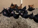 Javaanse zwarte krielen, Dieren en Toebehoren, Meerdere dieren, Kip