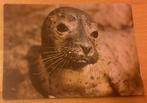 Ansichtkaart zeehond, Verzenden, Ongelopen, Overige soorten