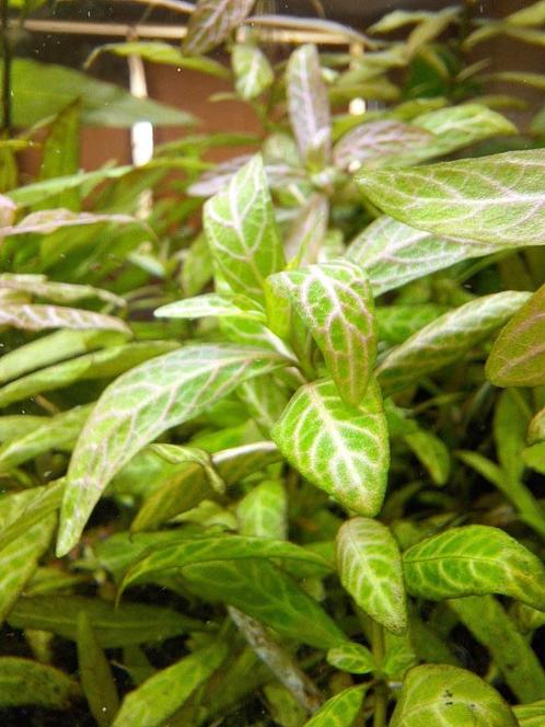 Hygrophila Polysperma "Sunset", Dieren en Toebehoren, Vissen | Aquaria en Toebehoren, Zo goed als nieuw, Plant(en), Steen of Hout
