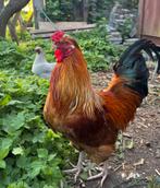 Gratis af te halen, onze Karel, Mannelijk, Kip