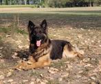Stamboom Duitse Herder 4 jaar, Reu, CDV (hondenziekte), Eén hond, 3 tot 5 jaar