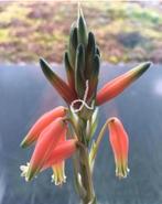 Bio kamerplanten stekjes potjes eigen baby plantjes diverse, Overige soorten, In pot, Minder dan 100 cm, Bloeiende kamerplant