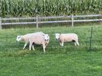 Te koop 2 rammen, Dieren en Toebehoren, Schapen, Geiten en Varkens, Mannelijk, Schaap