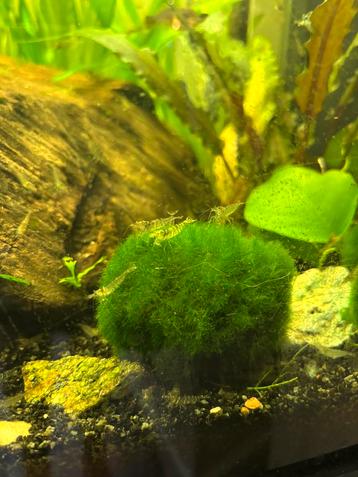 Dwerg japonica’s garnalen beschikbaar voor biedingen