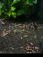 Cardinia crystal Red en Black garnalen, Kreeft, Krab of Garnaal