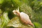 Poelslakken te koop voor vijver of aquarium, Ophalen, Nieuw