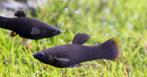 Mooie en gezonde Black Molly’s – volwassen en jonge vissen, Vis