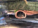 Groepje L236b Hypancistrus seideli, Dieren en Toebehoren, Vis