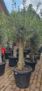 AANBIEDING Olijfboom 40jaar oud. OP=OP, Tuin en Terras, Planten | Bomen, In pot, Halfschaduw, Ophalen of Verzenden, 100 tot 250 cm
