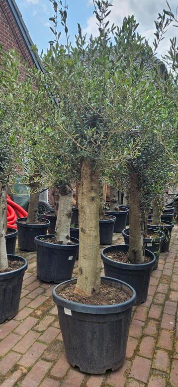AANBIEDING Olijfboom 40jaar oud. OP=OP beschikbaar voor biedingen