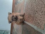 Leuke pomeriaan pups, Dieren en Toebehoren, Honden | Chihuahua's en Gezelschapshonden, Overige rassen, 8 tot 15 weken, Teef, Meerdere