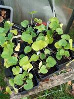 Planten Stokrozen, rood, roze en wit., Tuin en Terras, Planten | Tuinplanten, Overige soorten, Volle zon, Vaste plant, Ophalen of Verzenden