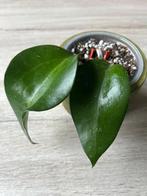 Hoya Fusco Marginata, In pot, Minder dan 100 cm, Bloeiende kamerplant, Halfschaduw
