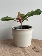 Euphorbia Leuconeura Madagascar Jewel plant is incl pot, Ophalen of Verzenden, Overige soorten, Minder dan 100 cm