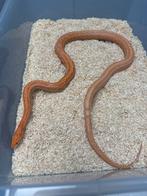 Rattenslang Mandarin Tessera Motley 1.0, Dieren en Toebehoren, Reptielen en Amfibieën, Slang