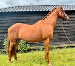 19 jr welsh pony 1.45m, Dieren en Toebehoren, Pony's, Merrie, Recreatiepony