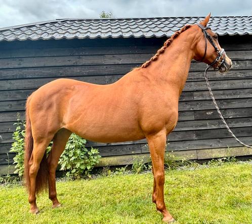 Knappe welsh D pony, Dieren en Toebehoren, Pony's, Merrie, Recreatiepony