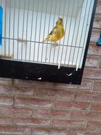 kanarie man 2025 uit voliere, Mannelijk, Kleurkanarie